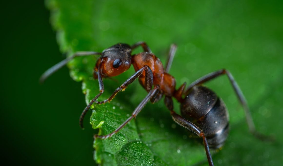 Natuurlijke methoden om mieren te bestrijden