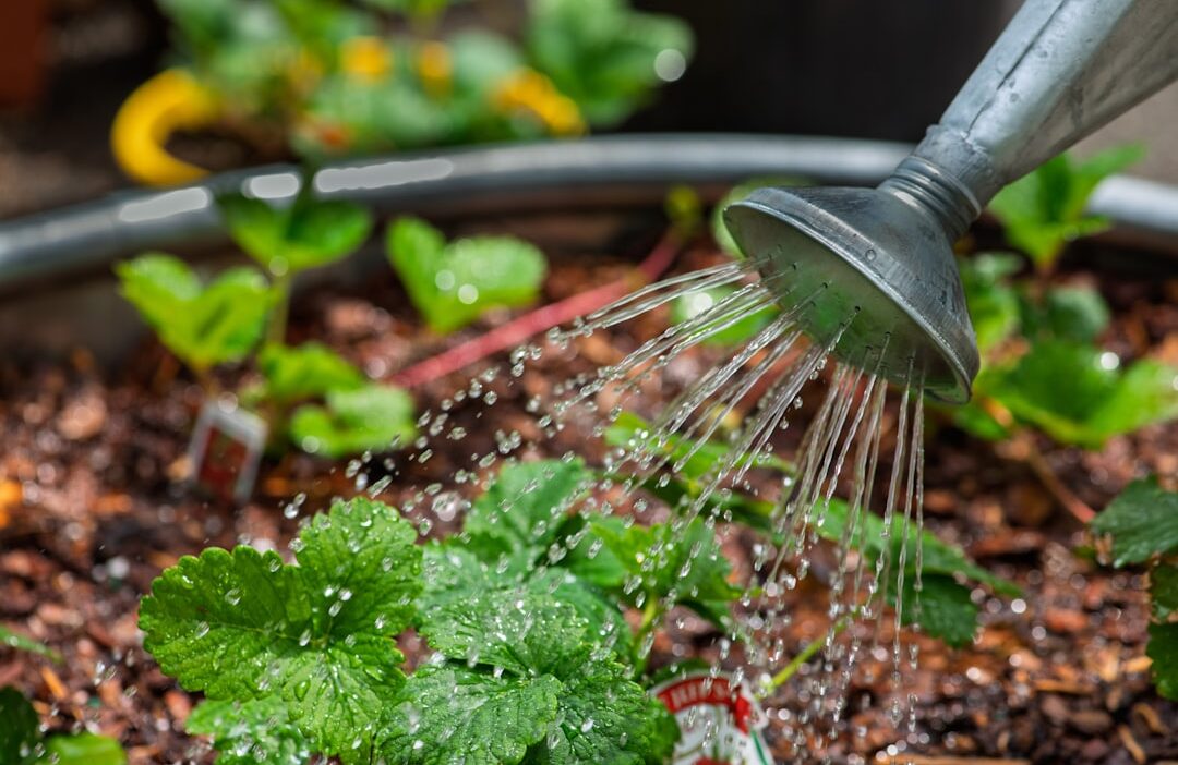 Using a watering can to give strawberry plants water.