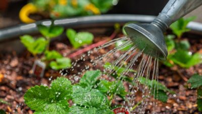 Using a watering can to give strawberry plants water.