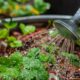 Using a watering can to give strawberry plants water.